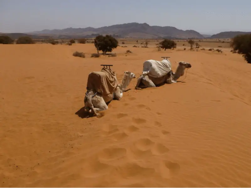 Small Desert Trip