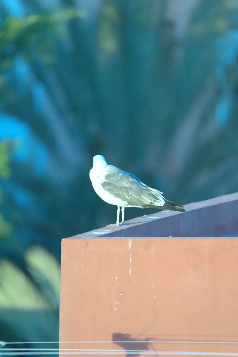 Surf, rooftop and daily life at Waves Hunter Surf House, Anza, Agadir